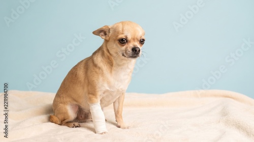 A small tan chihuahua dog sitting on a soft blanket with a white medical bandage wrapped around its front leg
