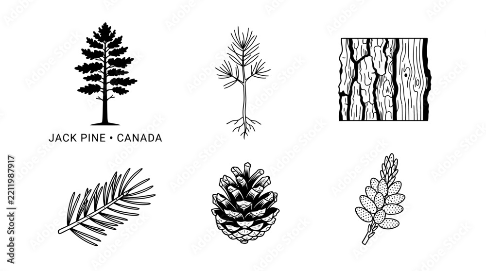 Obraz premium Very beautiful black and white flat vector botanical collection featuring Jack Pine tree, sapling, branch, short needles, fire-opened seed cones, pollen cones, rugged bark and wood cross-section, labe