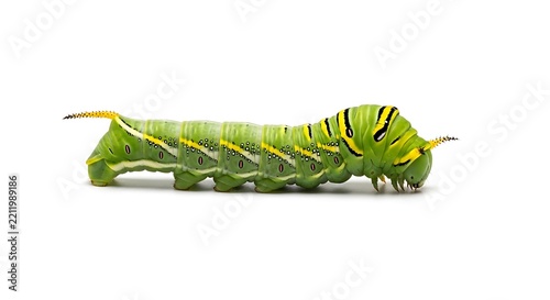 green caterpillar on white background