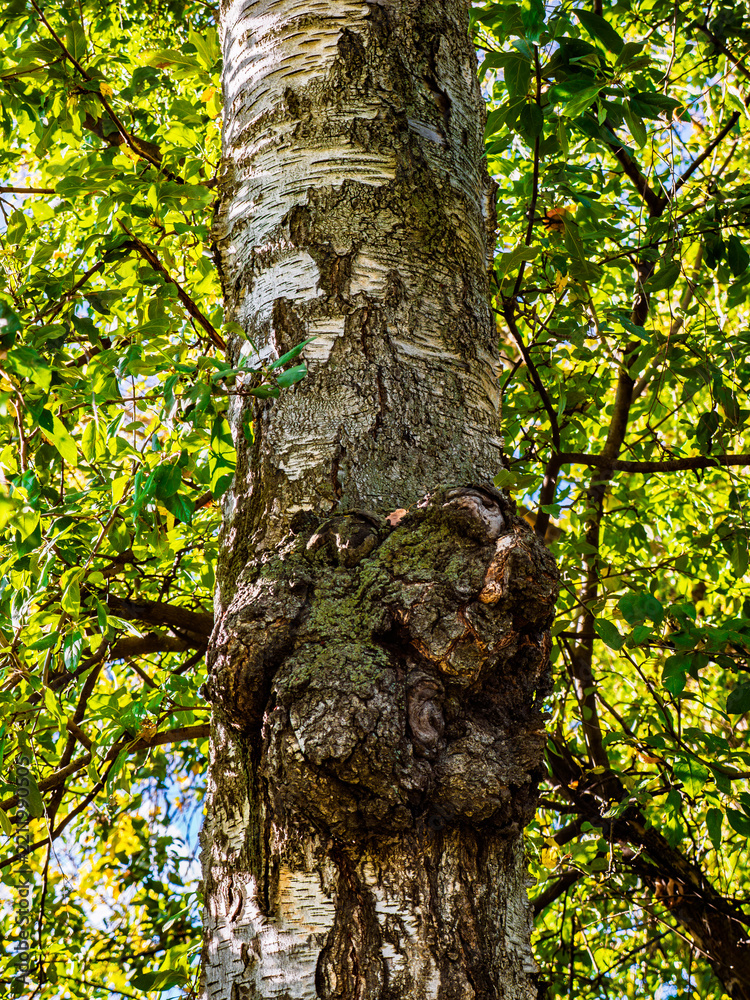 Fototapeta premium Close-up of a birch tree trunk with a large burl or growth in the forest