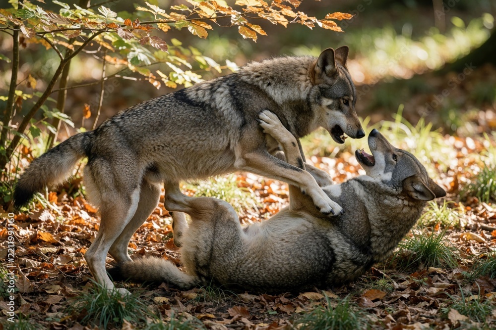 Obraz premium Two wild Italian wolves fight in autumn forest. Grey predators play battle on ground covered with fallen leaves. Canis lupus mammal shows aggression, natural behavior among trees during fall season