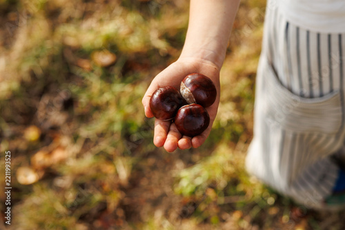 Child holding horse chestnuts outdoors in early autumn