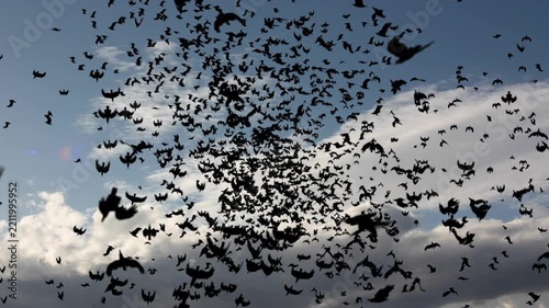 Flock of Black Birds Flying Across a Dramatic Blue Cloudy Sky