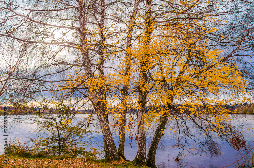 Fototapeta premium Green lake in Seattle WA. These photo was taken in autumn season.