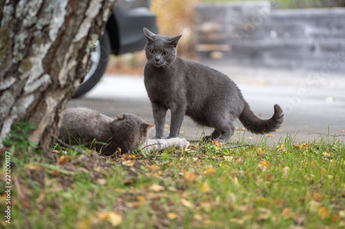 Obraz na plátně Dominant Chartreux male cat standing over submissive opponent outdoors
A full-sh