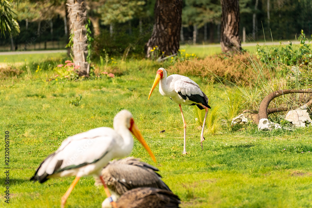 Obraz premium Yellow Billed Stork at Safari Park Beekse Bergen, Zoo in The Netherlands
