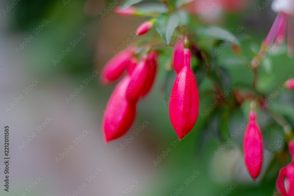 Obraz premium Selective focus purple red flowers bud of Fuchsia magellanica in garden, Hummingbird fuchsia or hardy fuchsia is a species of flowering plant in the family Evening Primrose family, Natural background.