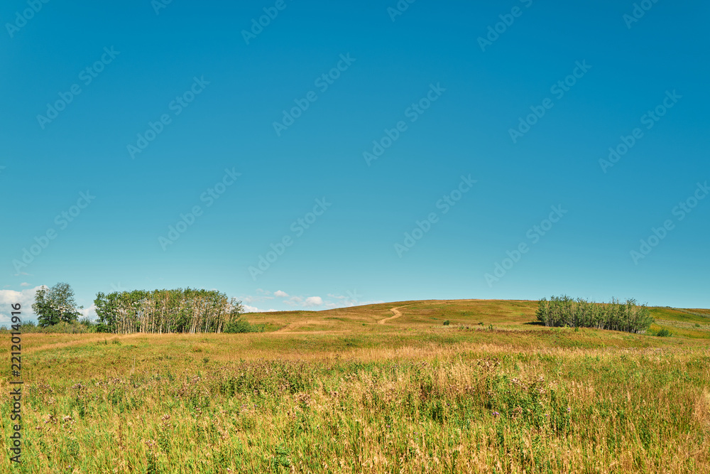 Obraz premium Prairie Grassland With Aspen Tree Clusters Under a Blue Sky