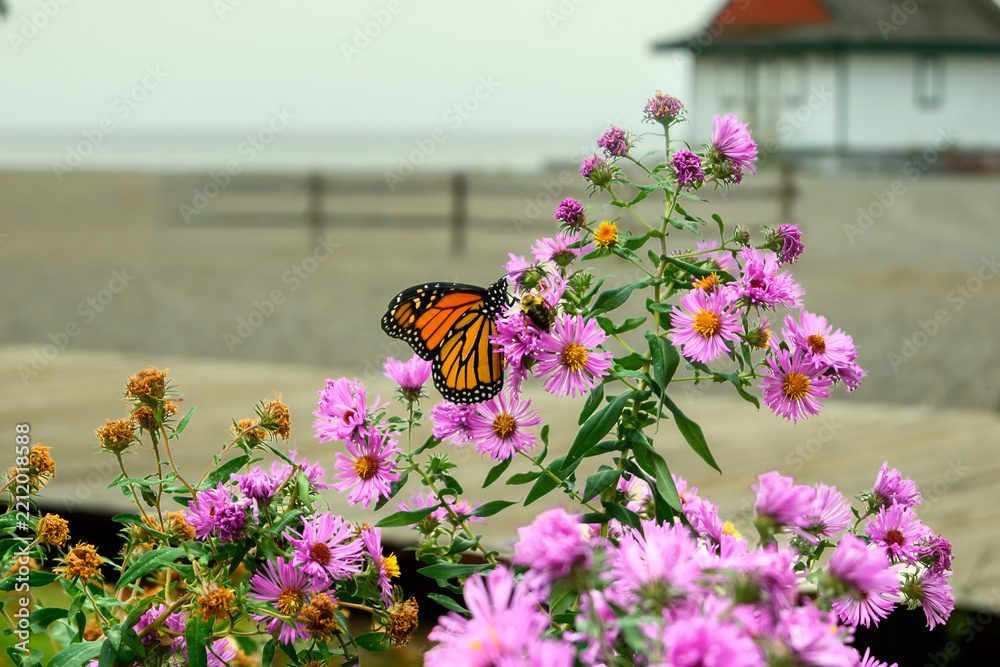 Naklejka premium Monarch Butterfly and Bumblebee on Asters