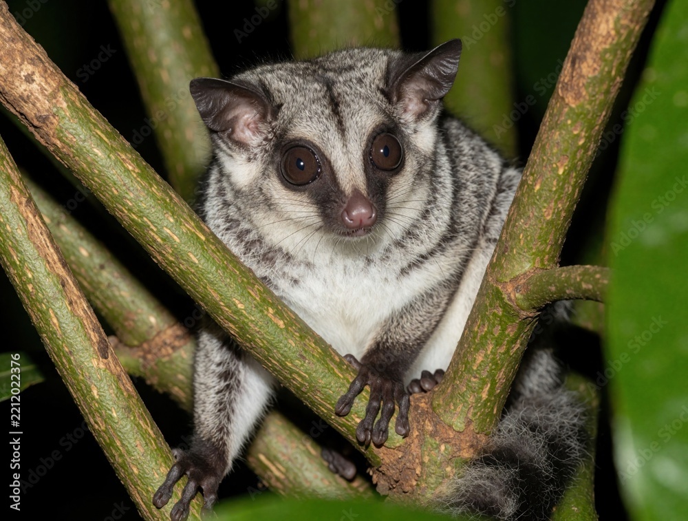 Obraz premium Close up of Cacomistle mammal with large dark eyes sitting on tree branch in Costa Rica jungle. Small nocturnal creature with grey fur, long tail rests in tropical rainforest. Wild Bassariscus