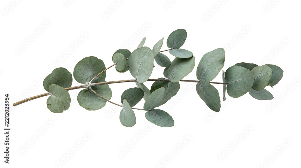 Obraz premium Fresh vibrant eucalyptus branch with delicate silver-green foliage, concept for sustainable branding, seasonal product packaging and eco-friendly marketing