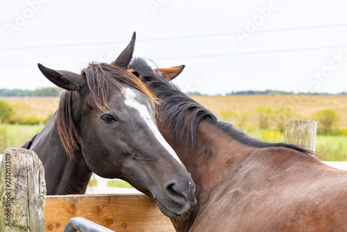Close-up of two horses grooming each other.