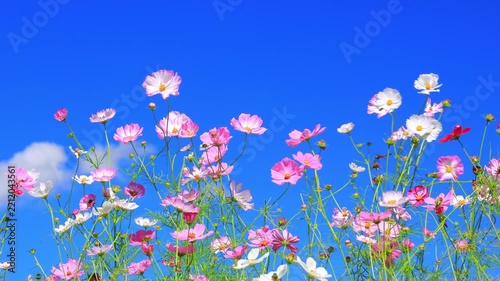 pink cosmos flowers and blue sky