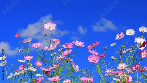 pink cosmos flowers and blue sky