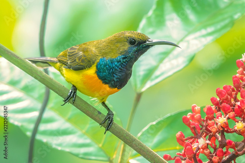 A wild palawan sunbird (Cinnyris aurora) perched on a branch with surrounding foliage and red leea (Leea rubra) flower