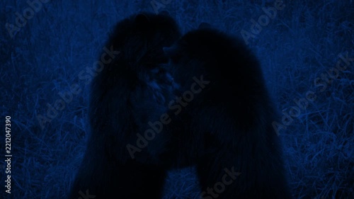 Bears Wrestling In The Wild At Night