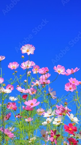 vertical video of pink cosmos flowers and blue sky