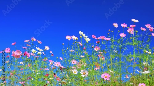 pink cosmos flowers and blue sky