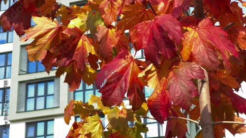 red maple leaves