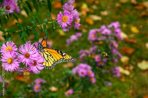 Photography Bumblebee Flying Toward Monarch on Asters