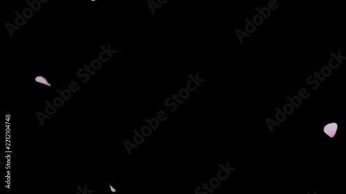 Cherry Blossom Petals Floating on Transparent Alpha