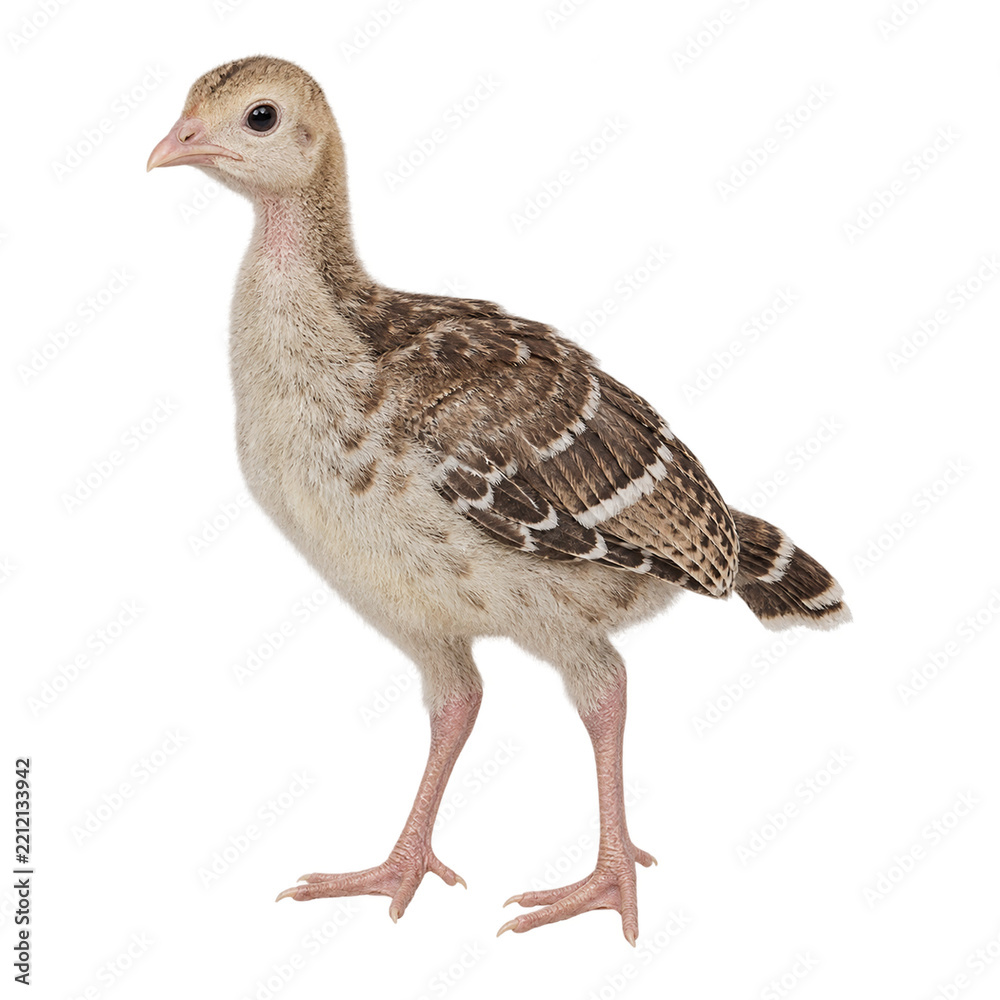 Fototapeta premium Young turkey poult standing in left-facing side profile, with cream down, brown patterned developing feathers, pale pink legs, and a white background