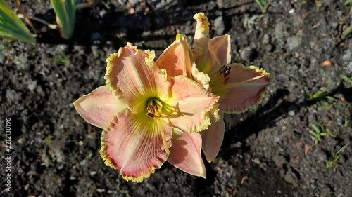 Blooming flower. Bright pink orange day-lily blooms on backdrop of brown earth on sunny summer day. Flower garden daylilies blossoming, fully blossomed. Nature backdrop. Natural background