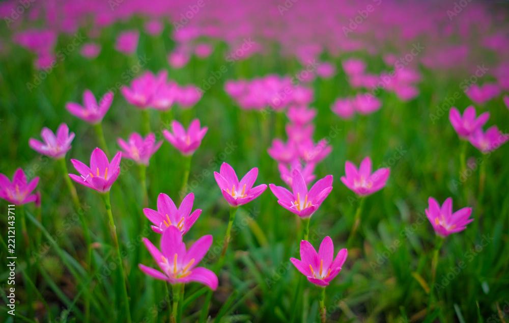 Obraz premium The field of Zephyranthes grandiflora is in beautiful bloom.