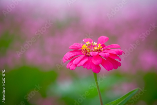 Beautiful pink zinnia flowers in the garden.
