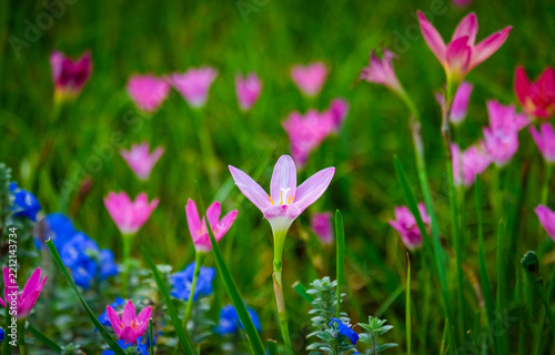 The field of Zephyranthes grandiflora is in beautiful bloom.