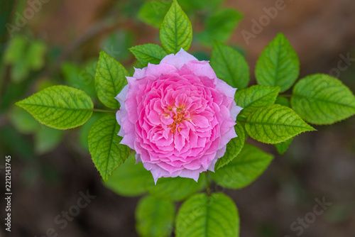 Beautiful pink roses and green leaves.