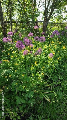 Allium flowers in grass. Blooming round spherical purple allium flowers on green stems growing in grass with yellow flowers near old metal mesh fence on sunny spring day. Natural background Vertical