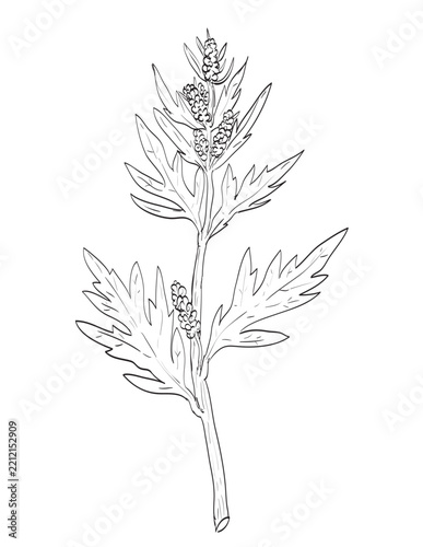Drawing sketch style illustration of Mugwort or Artemisia vulgaris, a tall, aromatic perennial herb in the daisy family and a wild edible plant on isolated background done in black and white line art.