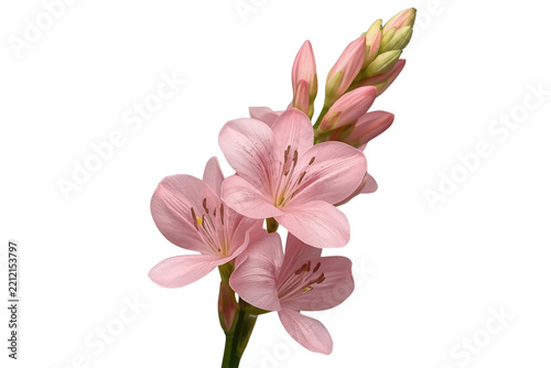 Pink gladiolus blossom cluster clean cutout for graphic design