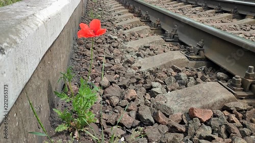 Blooming red poppy flower growing in old dirty rubble stones near railway tracks on a summer day