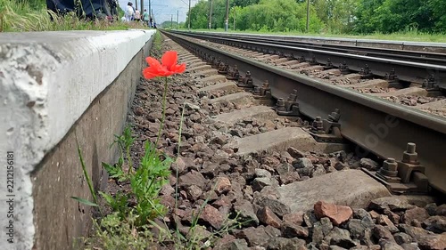Blooming red poppy flower growing in old dirty rubble stones near railway tracks on a summer day