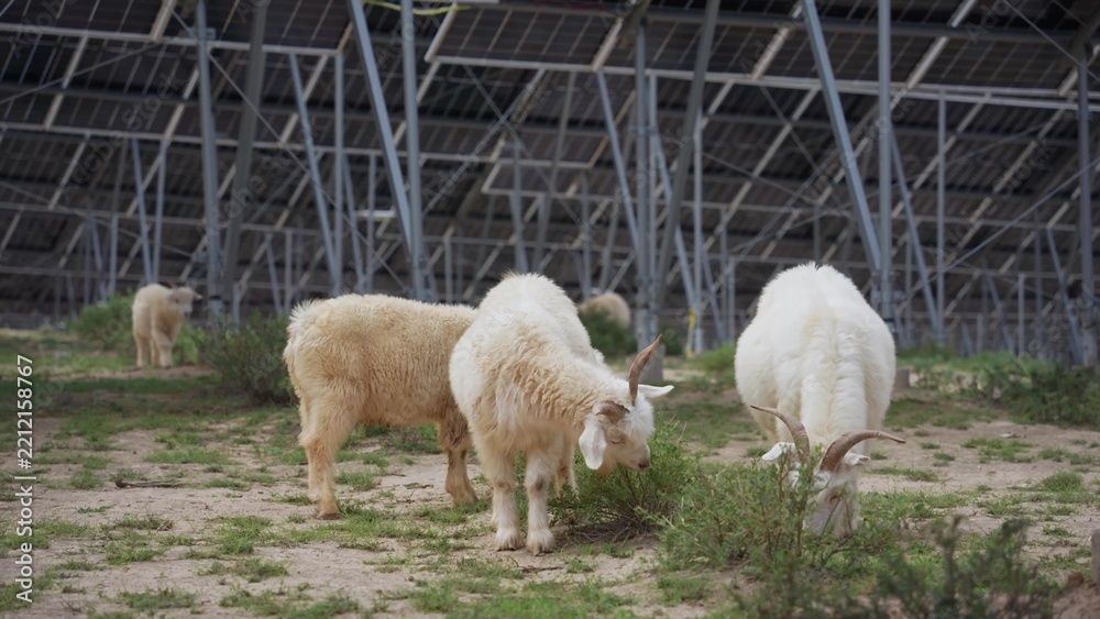 Fototapeta premium Sheep grazing under solar panels in a field
