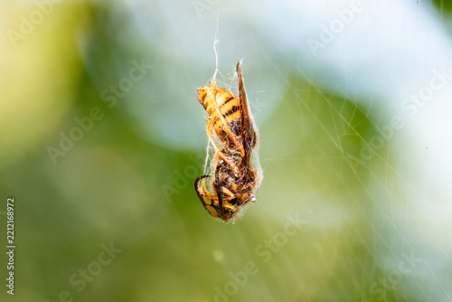 Plakat Hornet entangled by spider threads.
