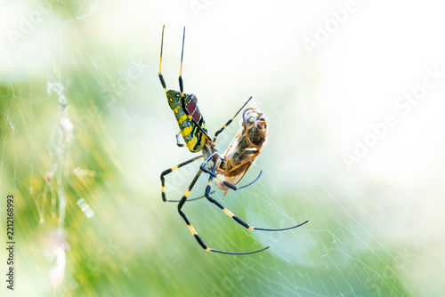 Joro spider capturing and feeding on a hornet by entangling it in silk.