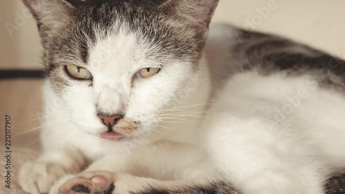 Slow Motion Close-up of Drowsy Cat Lying Down and Closing Its Eyes