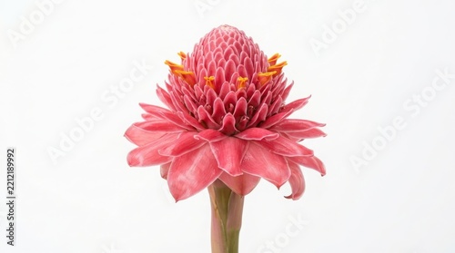 A torch ginger flower with its unique pink structure tropical flower pink blossom exotic plant botanical illustration floral design nature element etlingera elatior pink petals white
