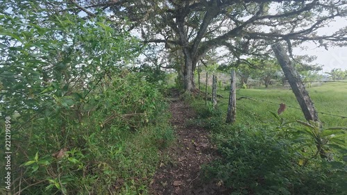 Crossing Through Sunlit Rural Dirt Path Along Barbed Wire Fence Under Large Trees in Green Countryside