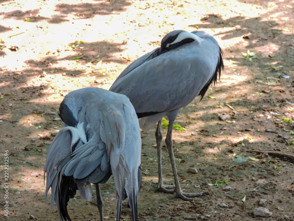 Obraz premium Elegant Pair of Demoiselle Cranes Grooming Themselves, Full Body Profile