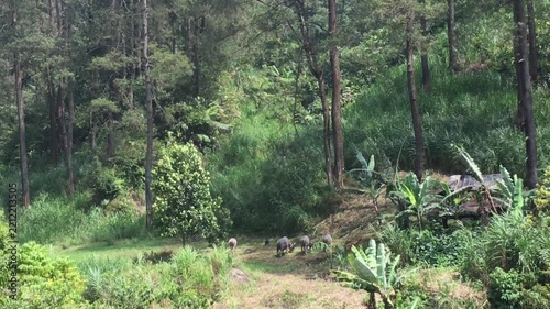 High Angle View of Buffaloes Grazing in a Green Valley Clearing Surrounded by Dense Tropical Pine Forest and Wild Lush Rainforest Vegetation