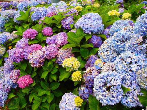Colorful mophead hydrangea flowers blooming in garden