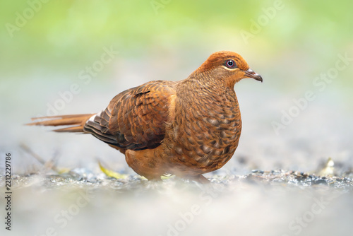 A wild brown cuckoo-dove (Macropygia phasianella) on the ground with blurred background, Queensland
