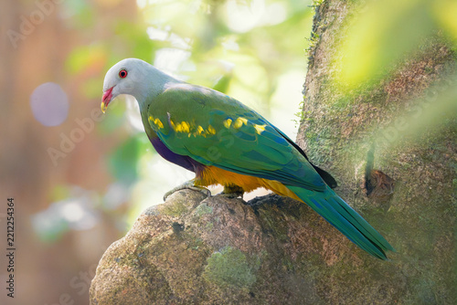 A wild wompoo fruit-dove (Ptilinopus magnificus) perched in a tree with blurred rainforest foliage background, Queensland