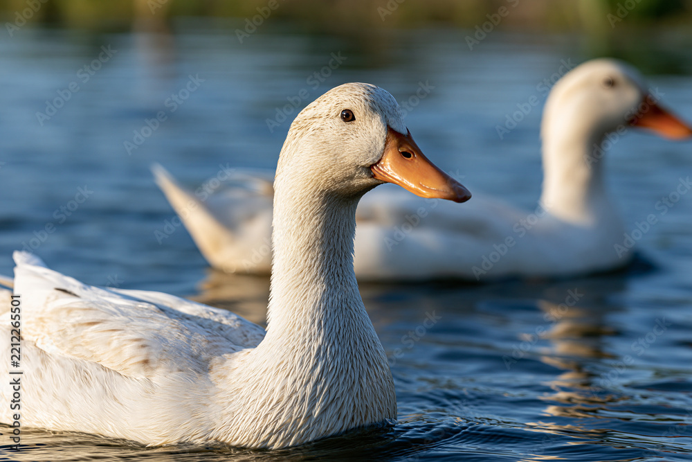 Fototapeta premium White domestic duck with orange beak swimming calmly in blue pond water during golden hour, another duck in soft focus behind, reflecting tranquil nature
