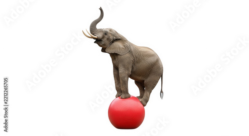 Circus elephant standing on a red ball isolated on transparent background