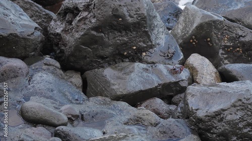 Close-up of ocean water splashing over textured rocks while several small black crabs scuttle across the wet surface, adapting to the constant rhythm of incoming waves and receding foam.